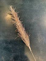 Date Palm