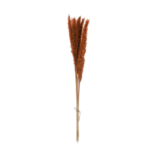 Dried Cortaderia