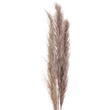 Pampas Grass