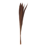 Broom Grass